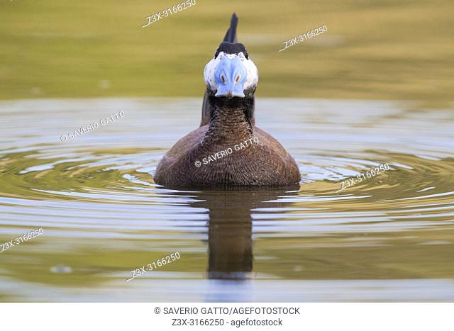 White-headed Duck (Oxyura leucocephala), front view of a male displaying in a lake
