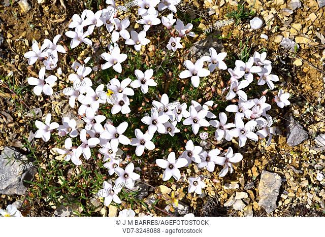 White linen (Linum suffruticosum) is a perennial subshrub native to western Mediterranean Basin. This photo was taken in Burgos province, Castilla-Leon, Spain