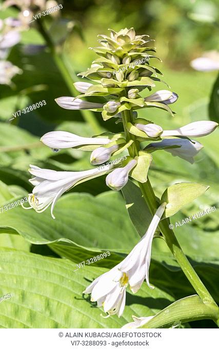 Plantain Lily / Hosta 'Colossal'