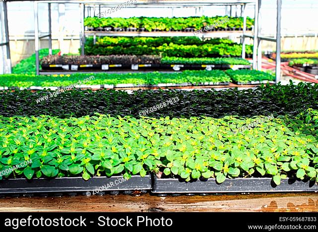 Young basil plants growing on a greenhouse table
