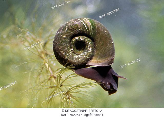 Great Ram's Horn Snail (Planorbarius corneus), Planorbidae