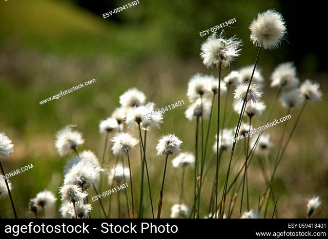 Cotton grass Eriophorum vaginatum in Norway