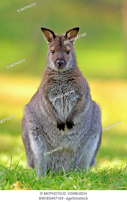 Red-necked wallaby, Bennett¦s Wallaby (Macropus rufogriseus, Wallabia rufogrisea), sitting in a meadow, front view, Australia