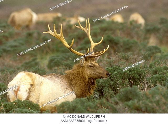 Tule Elk Buck (Cervus canadensis) Point Reyes NS, CA USA