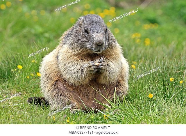 Austria, Carinthia, Hohe Tauern, High Tauern National Park, alp groundhog, Marmota marmota