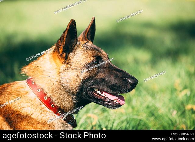 Malinois Dog Close Up Portrait. Well-raised And Trained Belgian Malinois Are Usually Active, Intelligent, Friendly, Protective, Alert And Hard-working