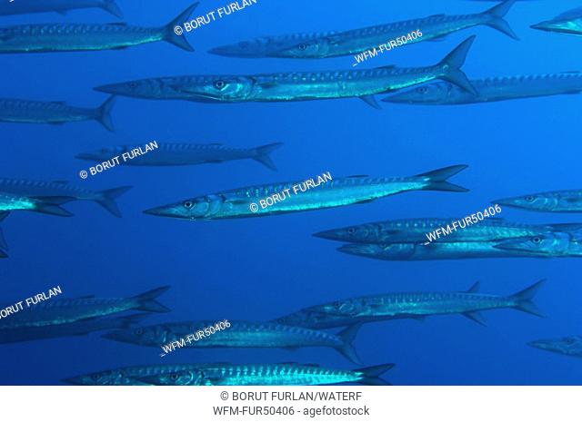 Schooling Striped Barracudas, Sphyraena viridensis, Port-Cros Island, Hyeres, Cote d'Azur, France