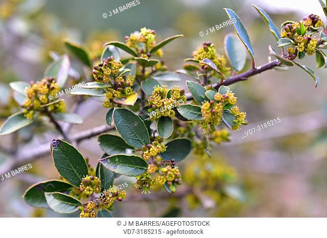 Mediterranean buckthorn (Rhamnus alaternus) is an evergreen shrub native to Mediterranean Basin. Flowers and leaves detail