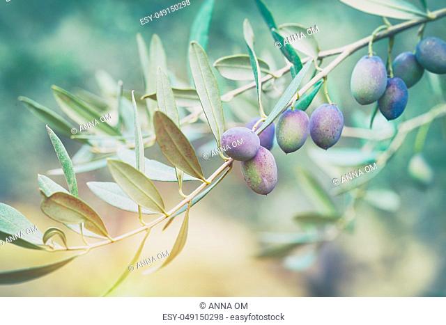 Closeup photo of an olive tree branch with blue ripe berries on it in mild sun light, autumn harvest season, healthy organic nutrition
