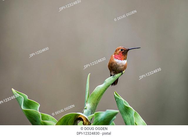 A Rufous Hummingbird (Selasphorus rufus), common in the Pacific Northwest, displaying some of it's beautiful red feathers while perched on a tulip leaf resting...