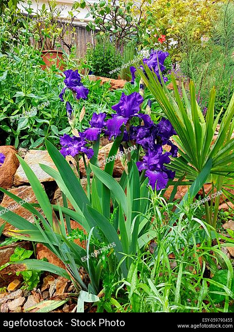 Schwertlilie, Iris Barbata-Elatior, Blue Rhythm, Steingarten