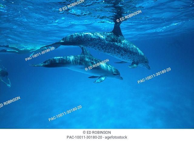 Caribbean, Bahamas, Spotted dolphins, pair near surface w/ reflections (Stenella plagiodon)