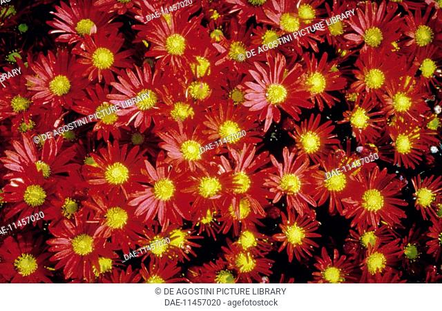 Korean Chrysanthemums (Chrysanthemum coreanum), Asteraceae