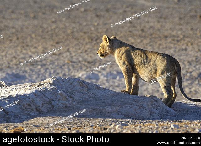 African lion (Panthera leo), young standing male on the lookout at the waterhole, in the morning light, Etosha National Park, Namibia, Africa