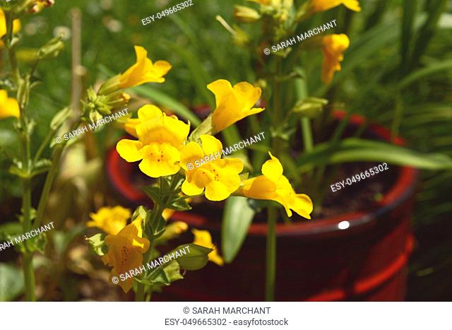 Yellow mimulus monkey flowers with red spots growing in a burgundy flower pot