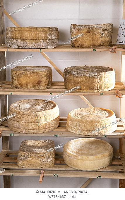 Forms of aged cheese on the shelf for maturing