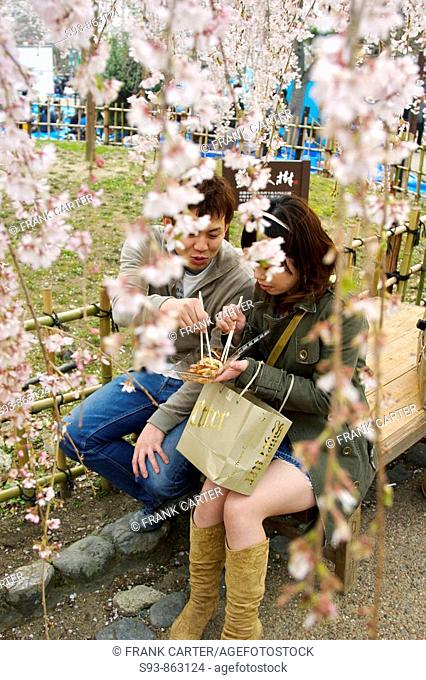 A young Japanese couple sitting on a bench eating some food with chop sticks while surrounded by hanging branches filled with pink cherry blossoms in Maruyama...