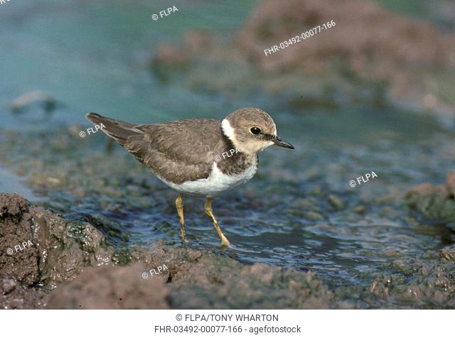 Little Ringed Plover Charadrius dubius Wading in mud - winter plumage S