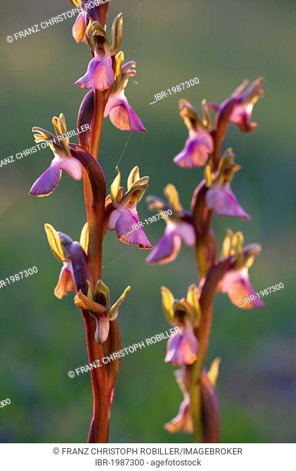 Fan-lipped orchid (Anacamptis collina), Sardinia, Italy, Europe