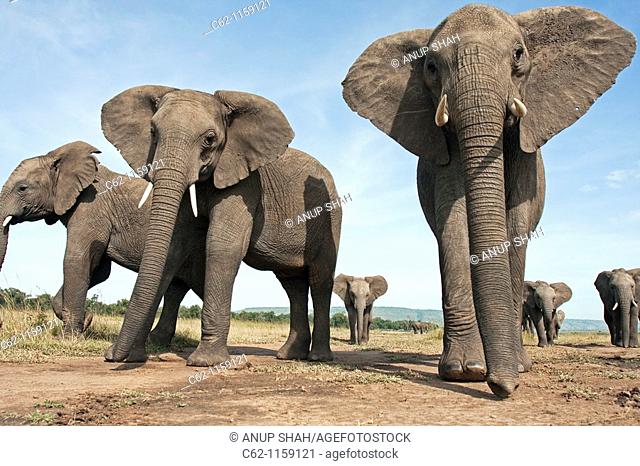 African elephant (Loxodonta africana) herd walking -wide angle perspective-, Maasai Mara National Reserve, Kenya