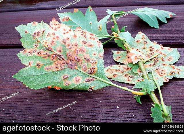 The underside of leaves infected with juniper hawthorn rust