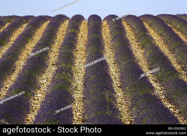 Lavender field, flowering true lavender (Lavandula angustifolia), near Valensole, Provence, Provence-Alpes-Cote d Azur, South of France, France, Europe