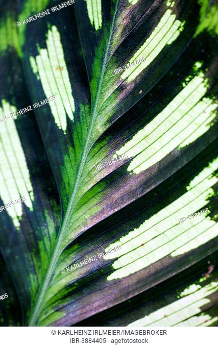 Leaf of a Calathea (Calathea makoyana), detail, Tropical Botanical Garden, Onomea Bay, Big Island, Hawaii, USA