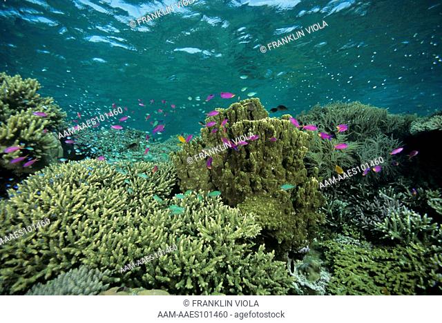 Shallow Coral Reef: Hard Staghorn & Soft Cauliflower Corals & Fish, Malaysia, Tropical Pacific