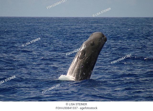 Sperm whale breaching Physeter macrocephalus Azores, Atlantic Ocean