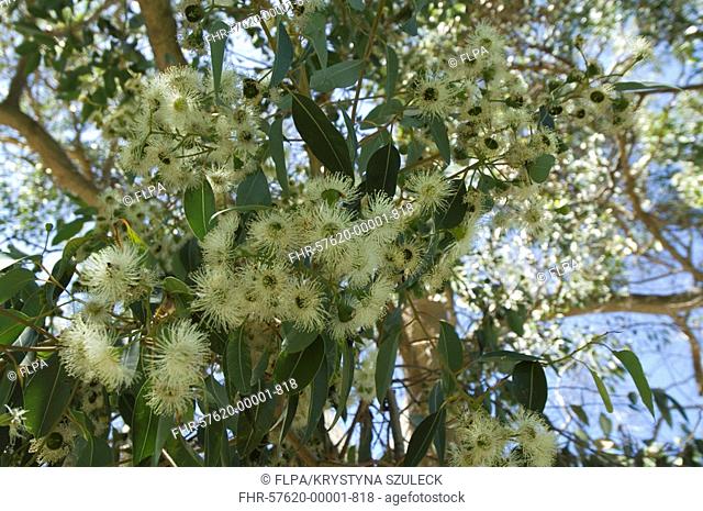 Marri Corymbia calophylla flowering, Perth, Western Australia