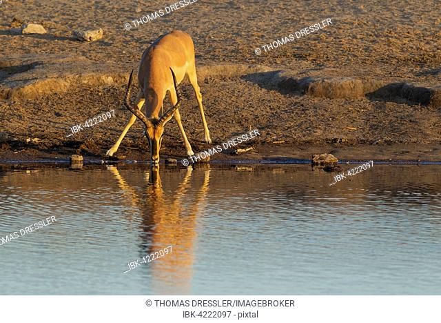 Black-Faced Impala (Aepyceros melampus petersi), male, drinking at a waterhole in the last light of the evening, Etosha National Park, Namibia