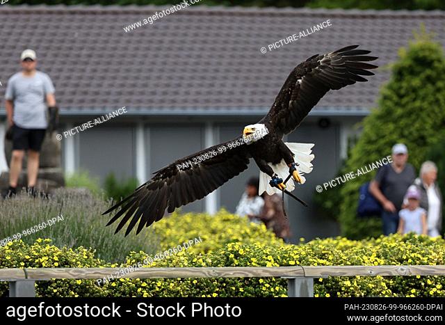 16 August 2023, North Rhine-Westphalia, Detmold: A bald eagle flies on the grounds of the Adlerwarte Berlebeck. About 200 different birds of 40 different...