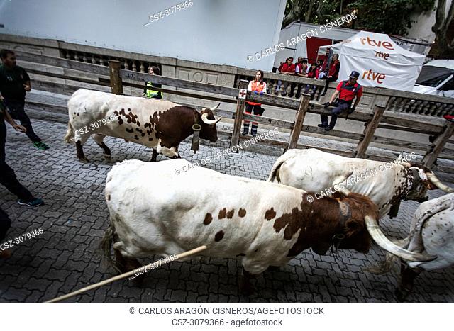 PAMPLONA, SPAIN - JULY 12, 2018: Bulls and people running on the street, encierro, during the festival of San Fermin. Bulls of the cattle ranch of Victoriano...