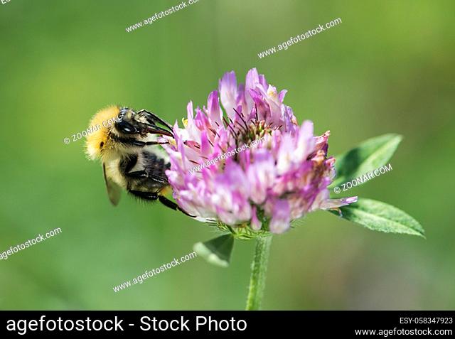 Langhornbienen bei der Pollensuche, Schweiz / Longhorn bees searching for pollen, Switzerland