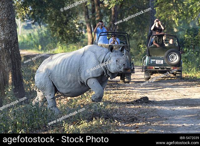 Indian rhinoceros (Rhinoceros unicornis) crossing a forest road in front of a vehicle carrying tourists, Kaziranga National Park, Assam, India, Asia