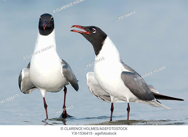 Laughing Gulls Larus atricilla courting on the beach at Fort Desoto Park, Tierra Verde, Florida, USA