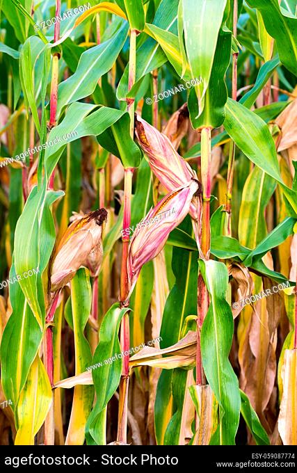 Corn on the cob with ripe golden corn in a corn field