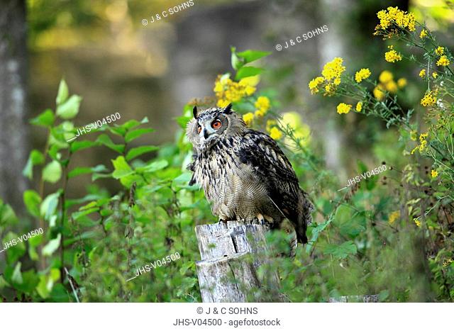 Eagle Owl, Bubo bubo, Germany, Europe, adult on brach