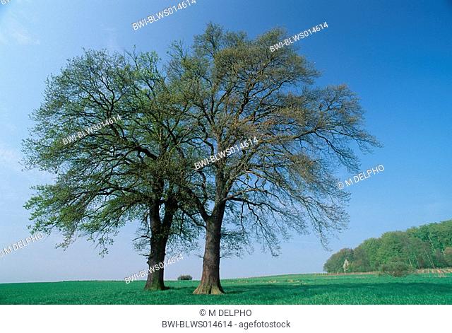 twin oak Quercus spec., early spring, series 3 of 12, Germany, Northern Hesse