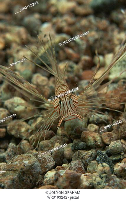 Juv Common Lionfish Pterios miles showing his size pictured against the small pebbles of the shallows Dahab Red Sea Egypt