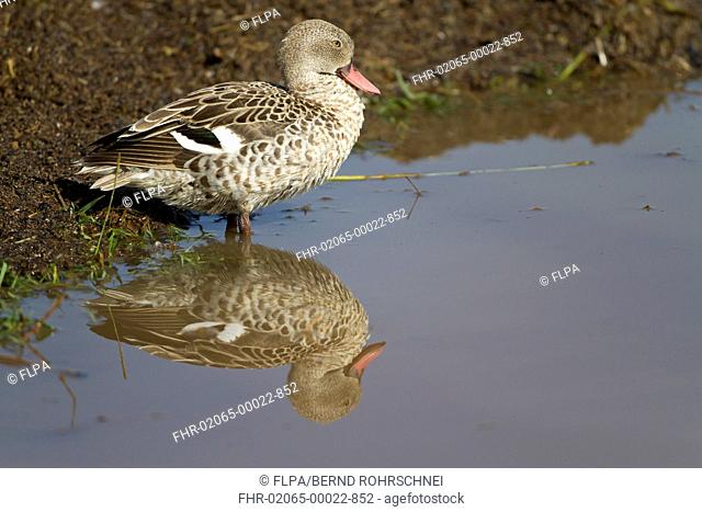 Cape Teal Anas capensis adult, standing in water with reflection at lake shore, Lake Nakuru N P , Great Rift Valley, Kenya, August