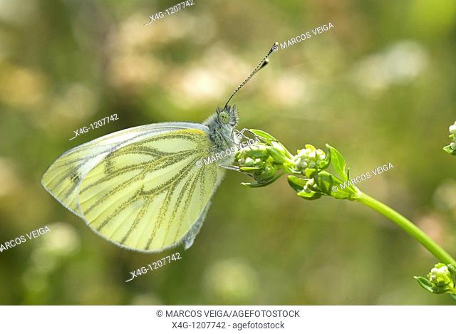 Green-veined white butterfly Pieris napi