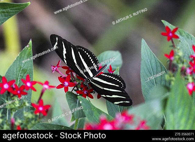 Florida's state butterfly, the zebra longwing butterfly (Heliconius charithonia) visiting local flora to gather pollen. The butterfly is feeding on pollen from...