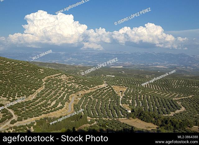 Olive trees in a field, Ubeda, Jaen Province, Andalusia, Spain