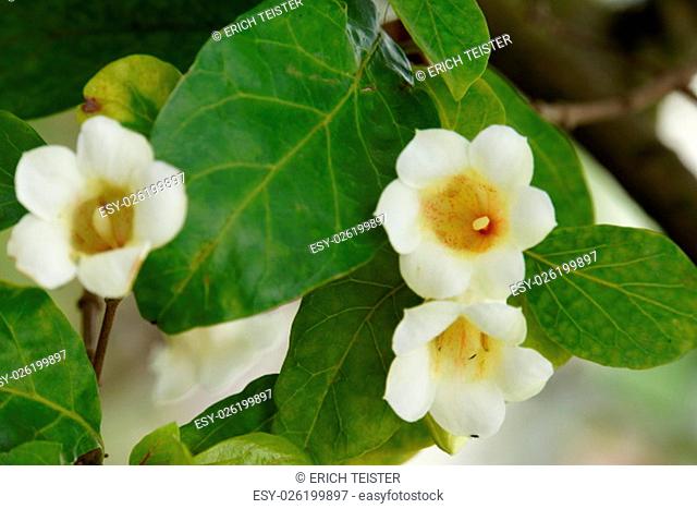 rothmannia globosa (syn. gardenis globosa), funchal, madeira, portugal