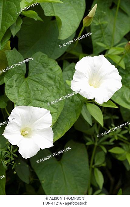 Flowers of the common bindweed Calystegia silvatica growing in the hedgerow, Yorkshire, England