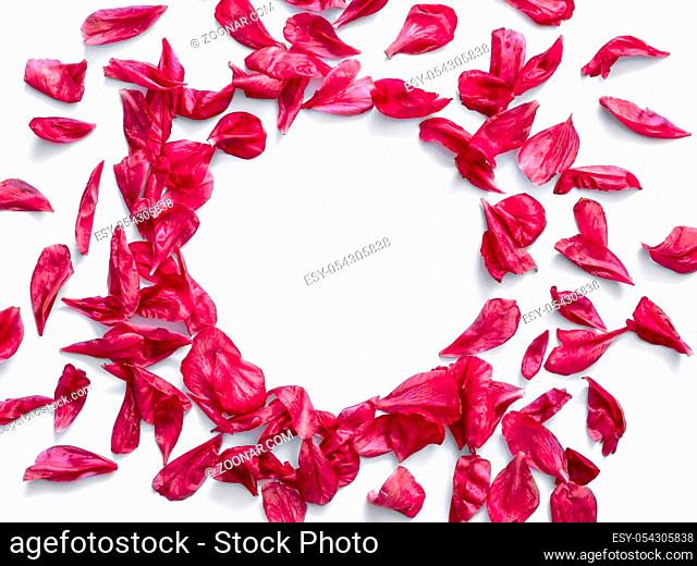 Red burgundy peony petals flat lay in round shape. Flower petals with copy space for text or design in center. Isolated on white background