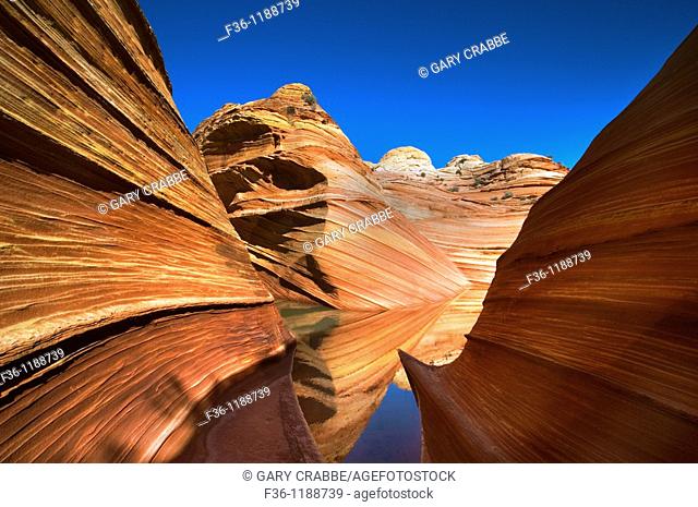 Striated sandstone reflected in seasonal pool of water at The Wave, Coyote Buttes, Paria Canyon Vermilion Cliffs Wilderness, Arizona