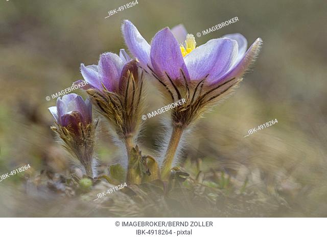 Spring pasque flower (Pulsatilla vernalis), flowers on mountain meadow, Hohe Tauern National Park, Carinthia, Austria, Europe