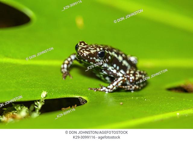 Phantasmal poison frog or phantasmal poison-arrow frog (Epipedobates tricolor) ""cielito"", Understory Enterprises, Captive raised, Native to: Ecuador